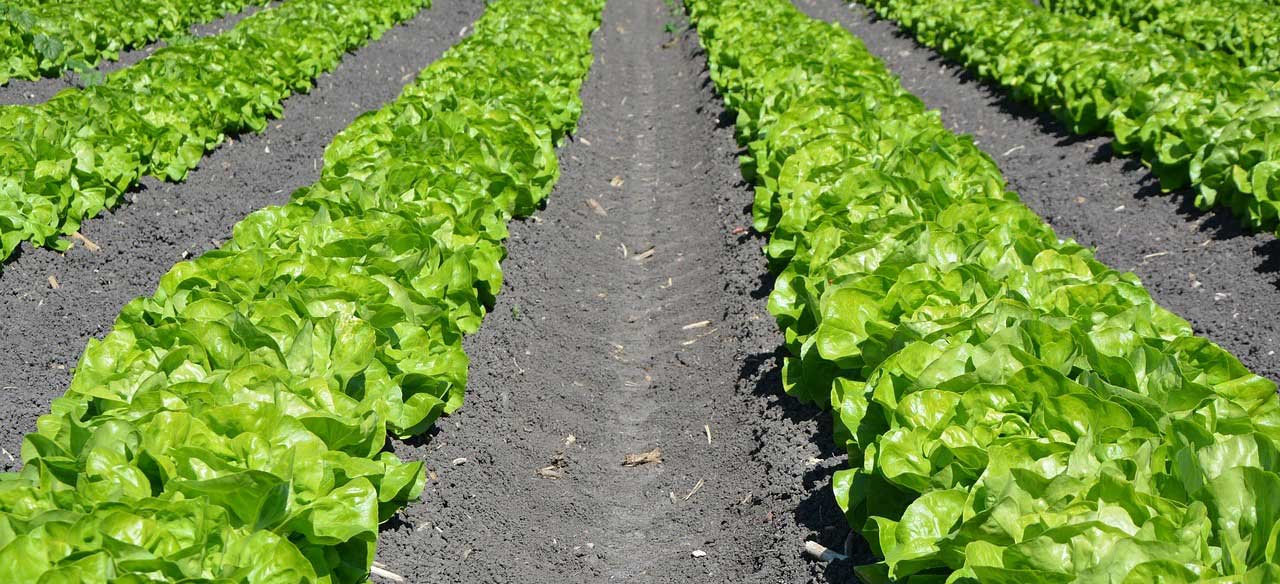 lettuce Planting