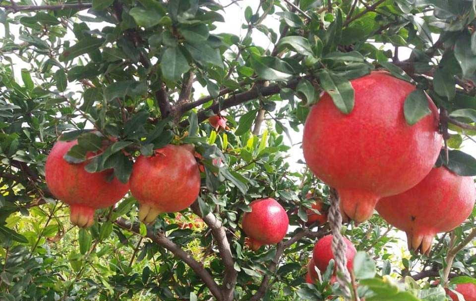 Pomegranate farming