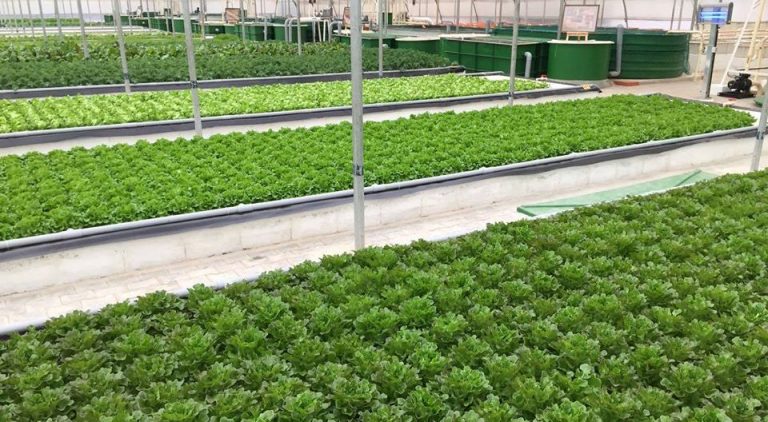 Aquaponics farming