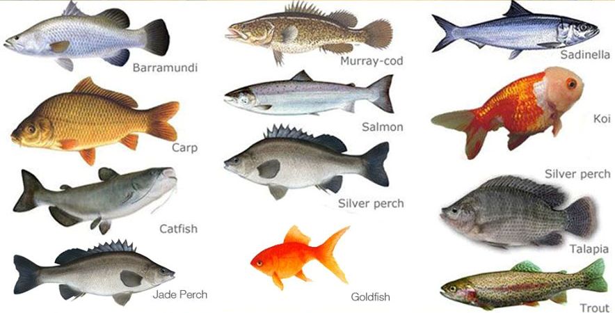aquaponics fish