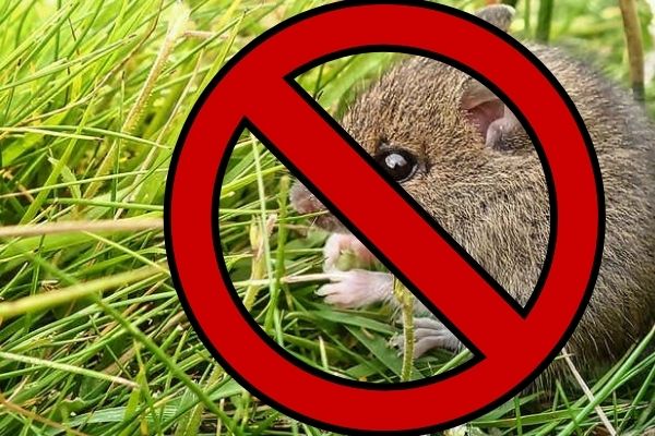 Tips and Tricks to Keep Rodents Away from Your Crops