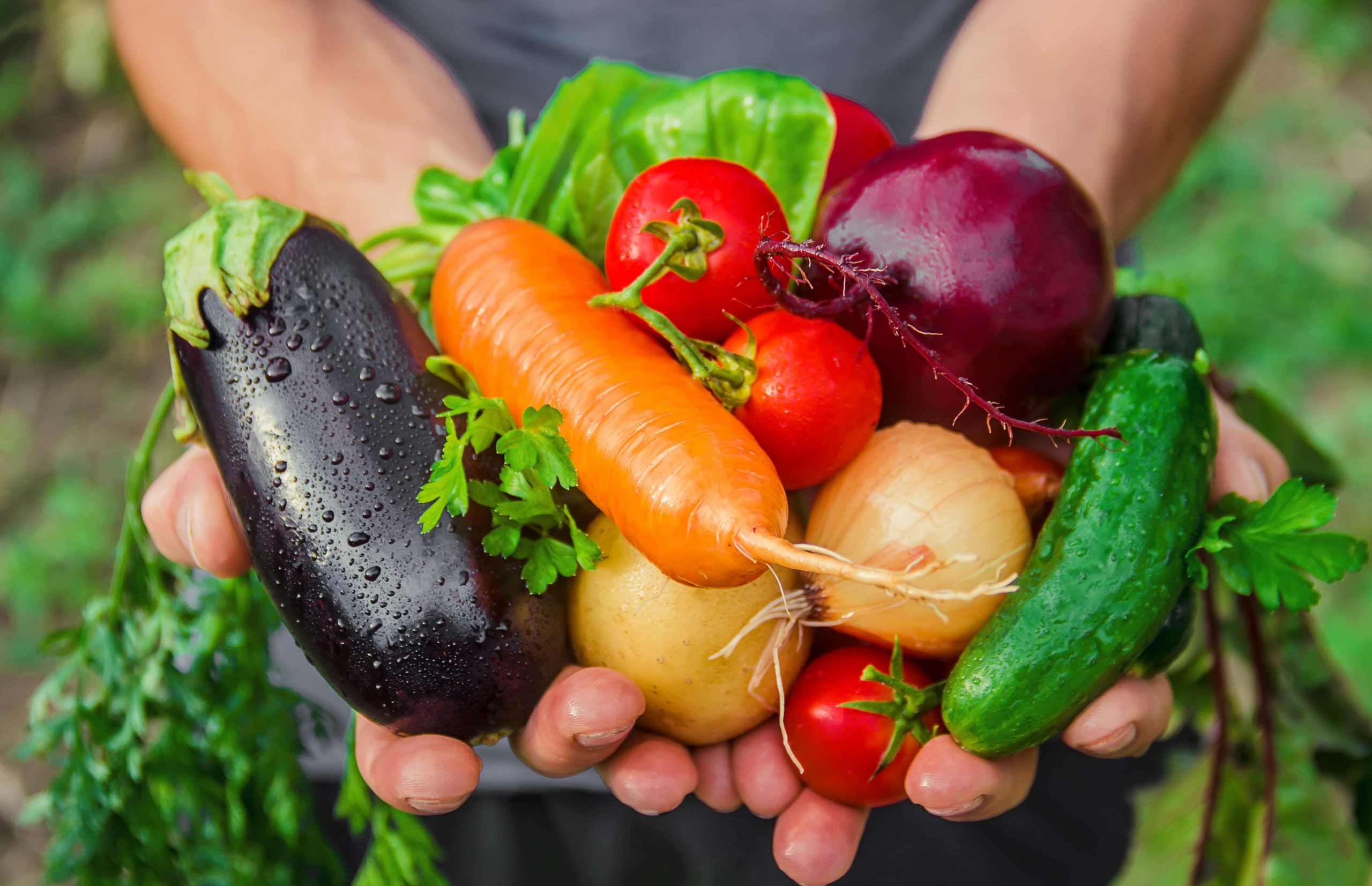 best-vegetable grow in greenhouse