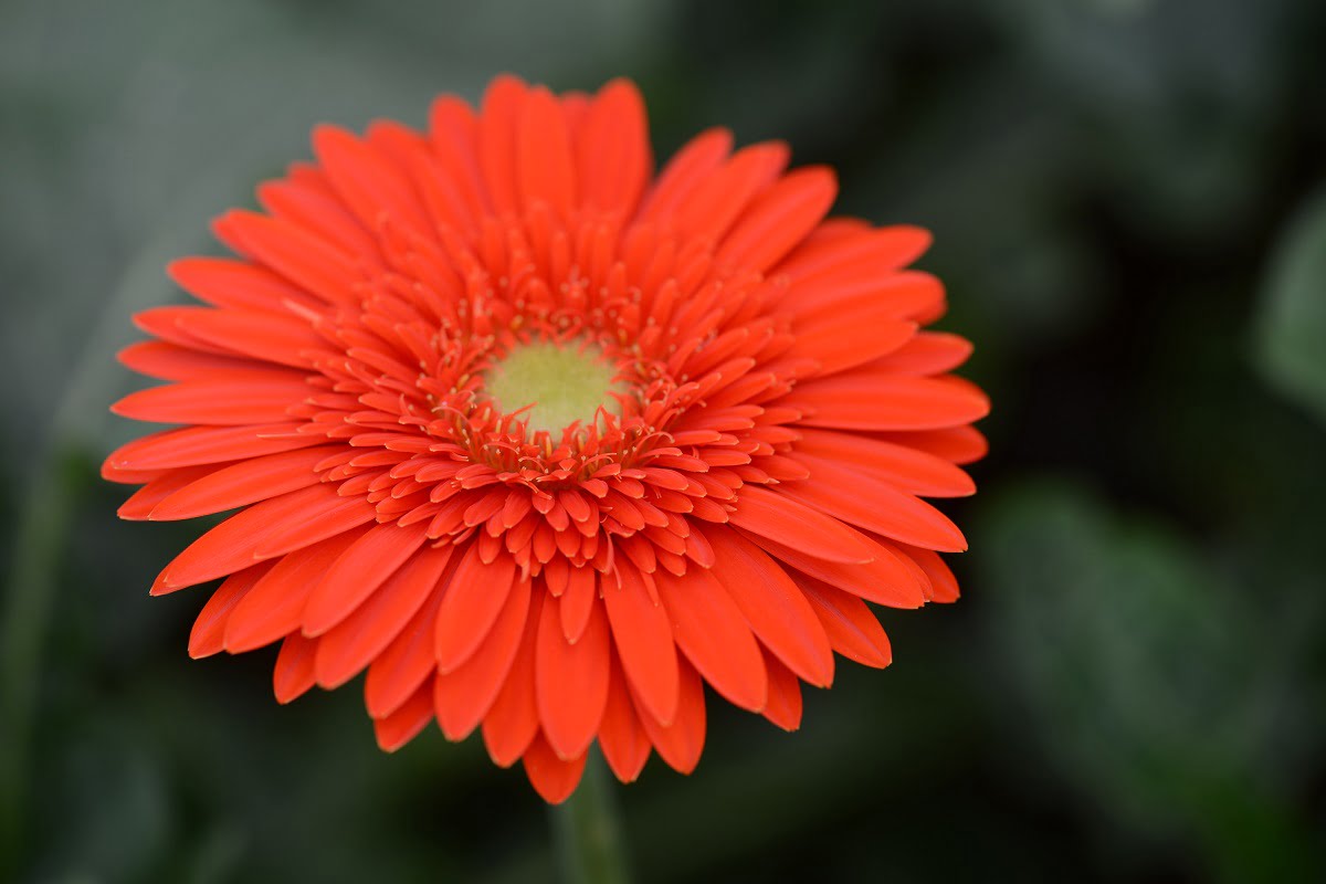 9 Steps to Start Gerbera Farming - AGRICULTURE GURUJI