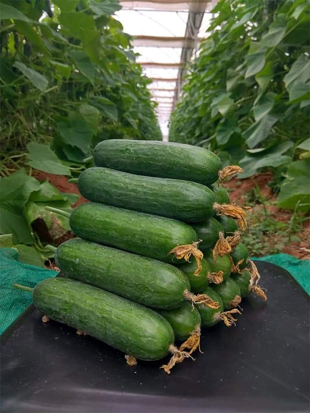 8 Steps to Start cucumber Farming in Polyhouse
