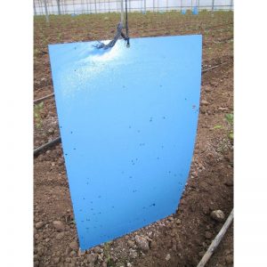blue-stick-trap blue stick trap