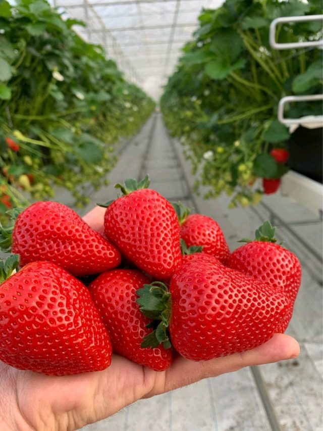 9 Steps to Start Strawberry  Farming