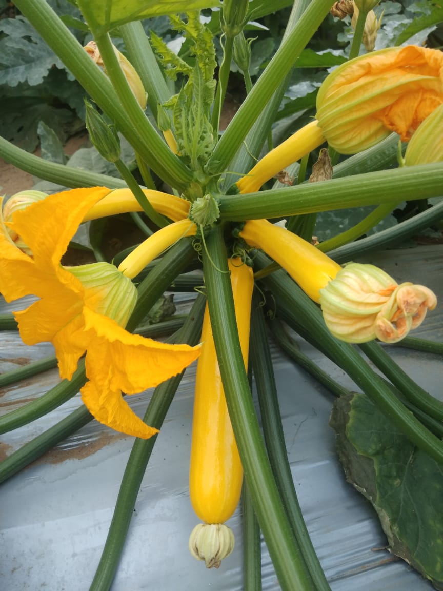 yellow zucchini