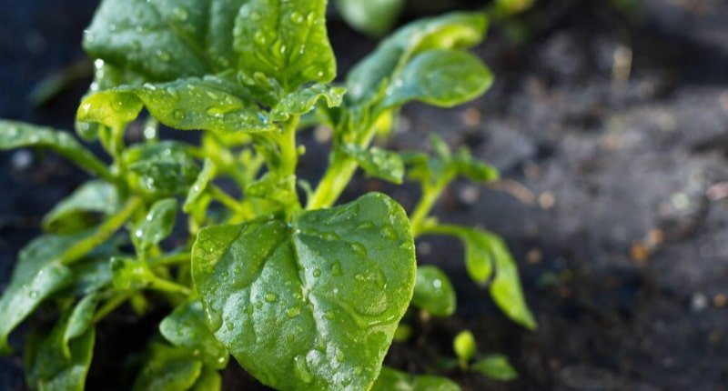 New Zealand Spinach