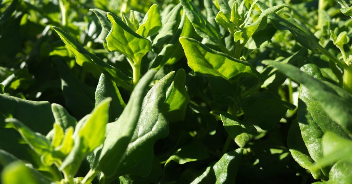 growing New Zealand Spinach