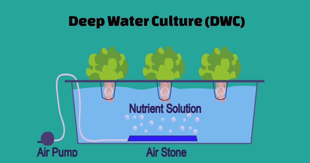Deep Water Culture DWC