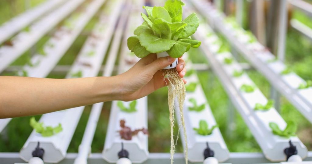 hydroponic-farming-in-hindi-hydroponic