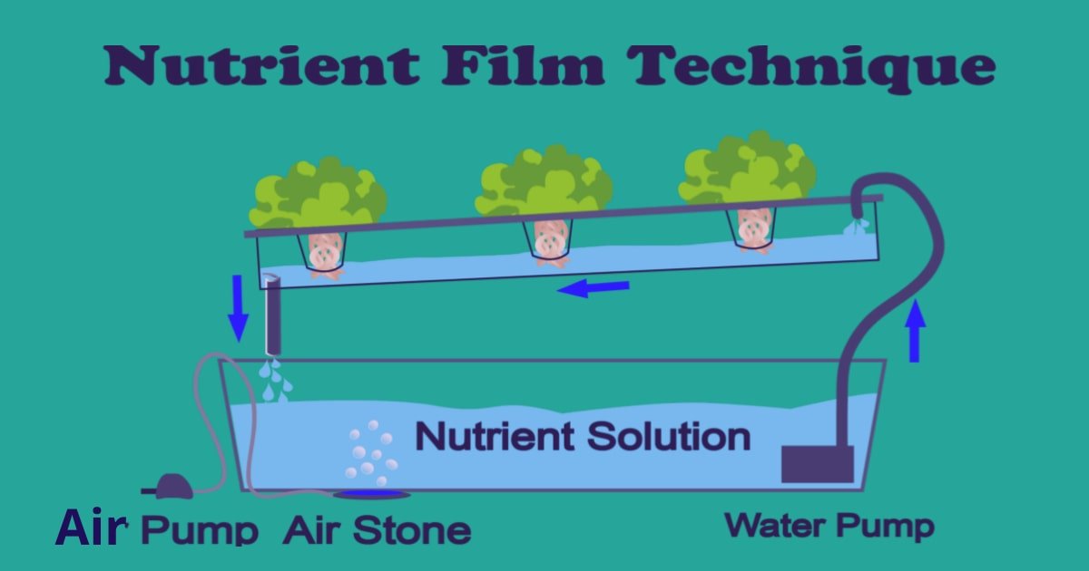 Nutrient Film Technique NFT