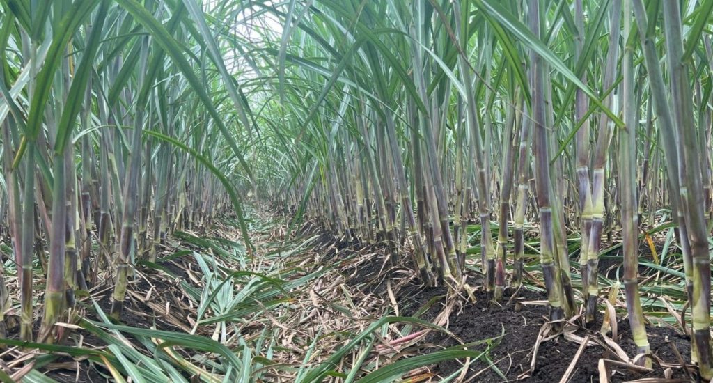 Cane Sugar Growing, Processing, Benefiting AGRICULTURE GURUJI