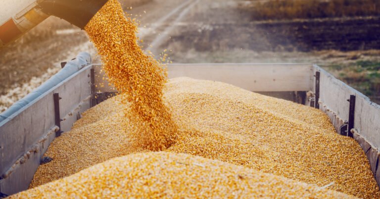 Grain storage