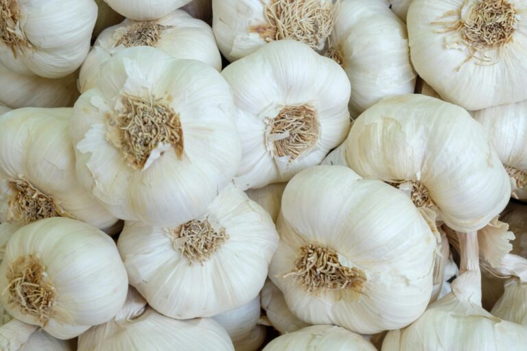 garlic