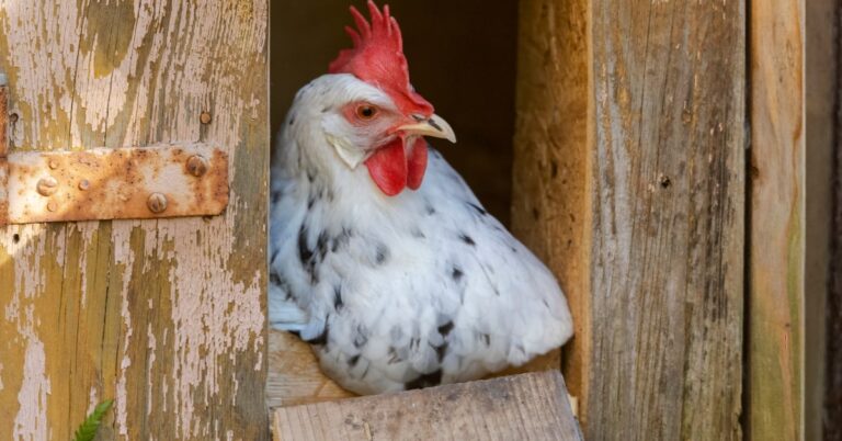 Chicken Coop Doors